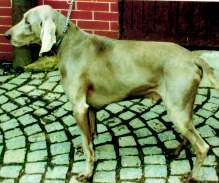 Zpravodaj 2/07 23. ASTOR Z BRNĚNSKÉHO VRCHU Člp ČLP/VOK/4920 Datum narození 14.6.2006 Chovatel Prof.MVDr. Hčerný Hugo DrSc.