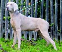 Zpravodaj 2/07 42. FIDO OD ČERVENICKÉHO POTOKA Člp 5547/06 Datum narození 23.2.2005 Chovatel ing.