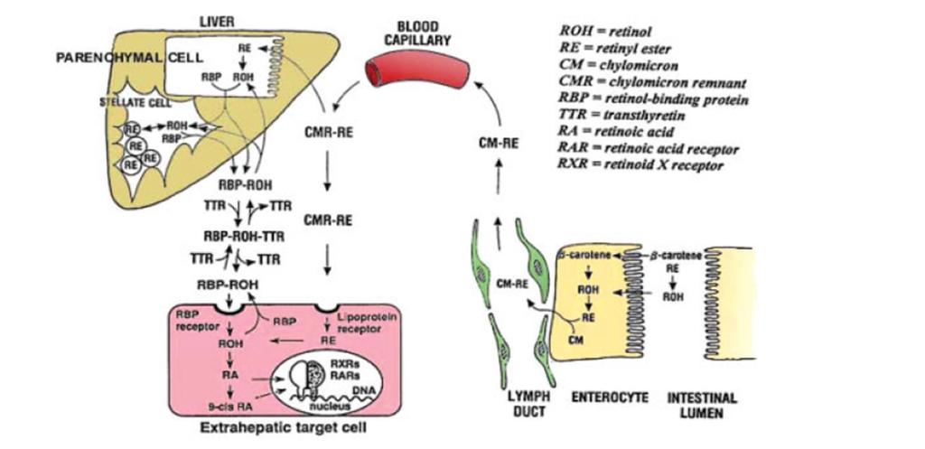 Transport a metabolismus
