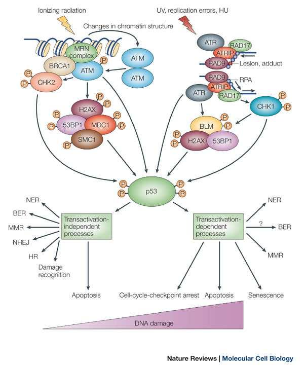 protein A) vázající se na ssdna a ATRIP (ATR-interacting protein) (You et al., 2002; Zou & Elledge, 2003).