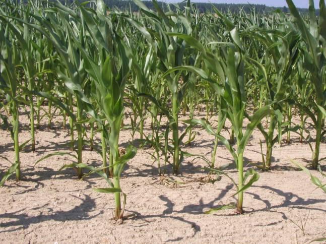 Vliv zemědělství na místní klima a vodní provoz rostlin