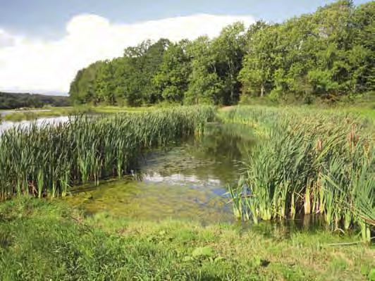 Umělé mokřady pro čištění drenážních vod Umělý mokřad pro čištění zemědělských drenážních vod s orobincem (Typha latifolia), Aarhus, Dánsko