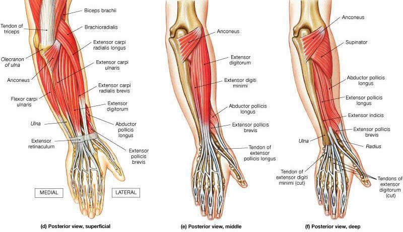 Obr. č. 4 Svaly předloktí, zadní skupina (How to relief, 2011) Svaly ruky Svaly ruky funkčně navazují na svaly předloktí, z kterých se některé na ruku upínají.