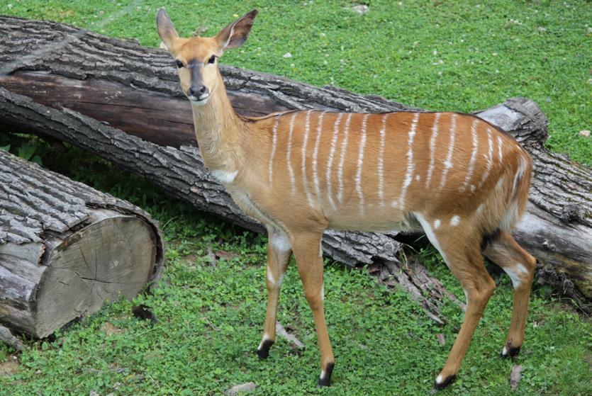 nyala