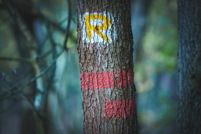 Část 6 - les 25. Co značí červené pruhy na stromě?