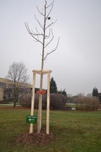 Slavnostního ceremoniálu se kromě zástupců DC ADRA zúčastnili také představitelé Magistrátu města České Budějovice, zástupci firmy Bartl s.r.o. Sadovnické a krajinářské úpravy, a zaměstnanci i senioři DpS Hvízdal.