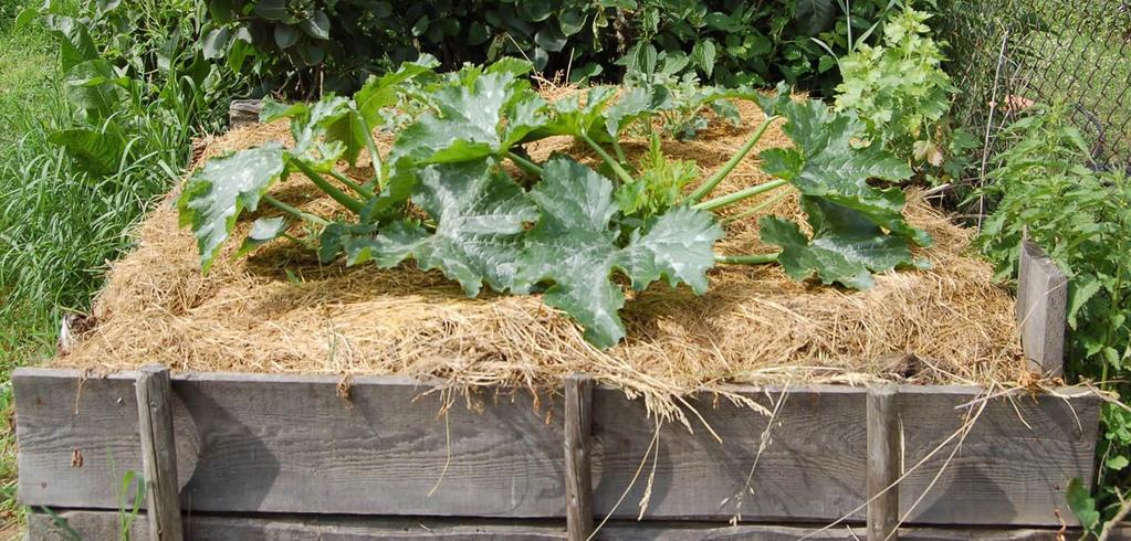 Osázení kompostové hromady - nenáročné druhy zeleniny (tykve, cukety, okurky.