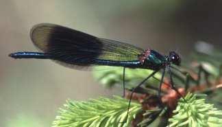 motýlicovití Calopteryx