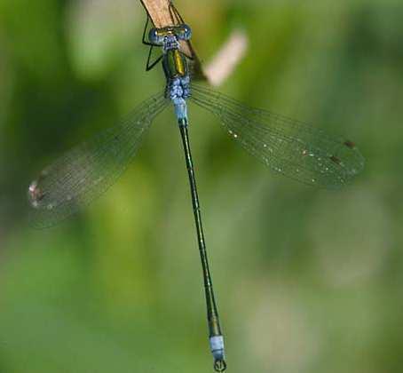 Zygoptera Lestidae - šídlatkovití Lestes viridis -