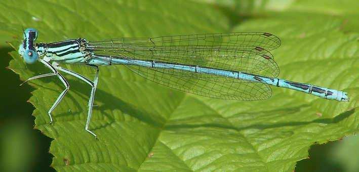 Zygoptera Platycnemididae - šidélkovití Platycnemis