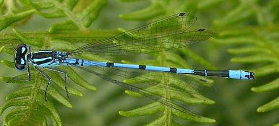 Coenagrionididae - šidélkovití Zygoptera Coenagrion