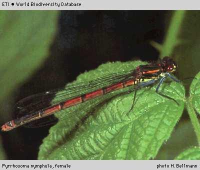 Ischnura elegans - š.