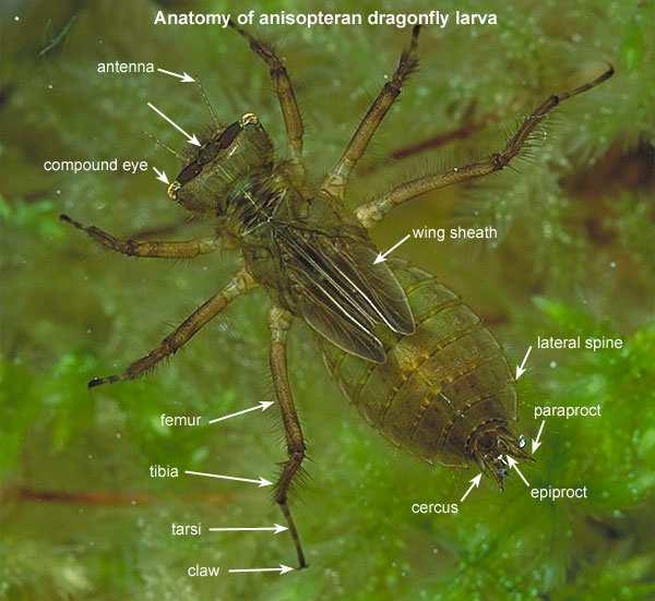 Anisoptera 17 Anisoptera Aeshnidae - šídlovití Aeshna