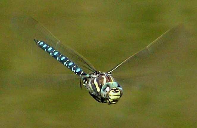 běžný v nížinách a pahorkatinách Anax imperator - š.