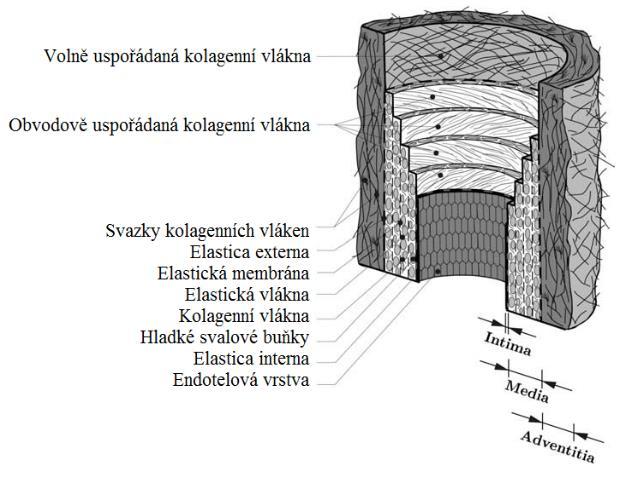 2.1.2 Krev Krev je tekutá tkáň, která se skládá z krevních tělísek a krevní plazmy a to v poměru 1:1. Tělíska jsou tvořena z červených krvinek, bílých krvinek a krevních destiček.