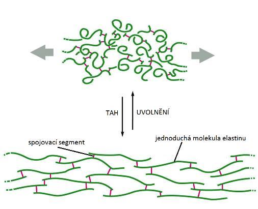 Hodnota parametru c 0 byla průměrně 74 kpa, parametru c 1 = 1,18 kpa a parametru c 2 = 0,8 kpa.