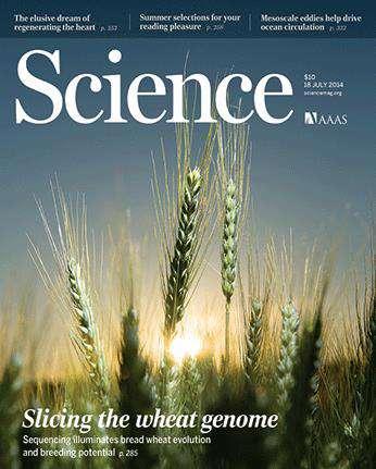Krájení genomu pšenice Sekvenováním izolovaných chromozómů byla získána pracovní verze genomu pšenice seté Byla popsána strukturní a funkční diferenciace chromozómu 3B Bylo