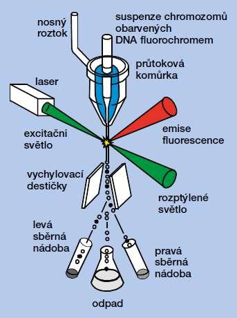 fluorescence) Vzorek musí mít formu vodní suspenze jednotlivých částic vzorek (suspenze částic) Výhody