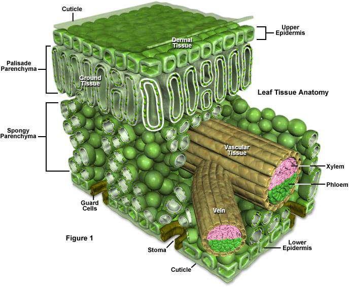 Rostliny nejsou zelení živočichové Odlišnosti rostlin Vyšší rostliny se vyznačují složitou trojrozměrnou strukturou pletiv s navzájem propojenými buňkami Pevná buněčná