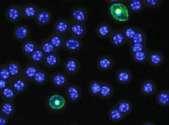 mitochondrie: Studium fotosyntézy; dýchací řetězec