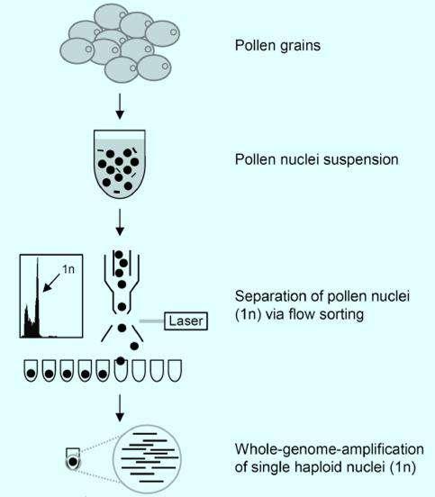 Pylová zrna Ploidie a genotypování Měření ploidie Amplifikace DNA pylových jader a jejich