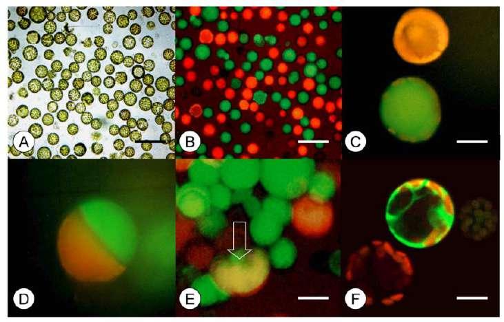 Zelená fluorescence (FITC) Protoplasty Identifikace a třídění produktů somatické hybridizace Rodičovské protoplasty jsou barveny různými fluorochromy Tříděná populace (FITC + RITC) Fúze protoplastů