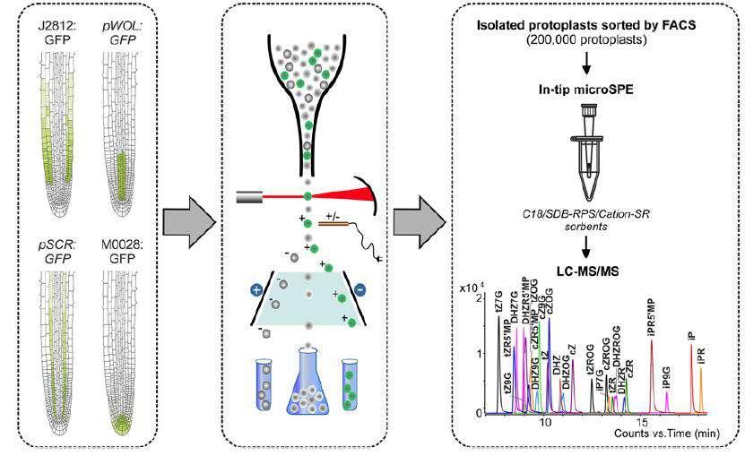 Protoplasty Distribuce cytokininů v buňkách kořenové špičky Linie Arabidopsis thaliana exprimující GFP v určitých pletivech Tříděná