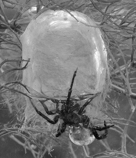 10. Prohlédni si fotografii zvonu našeho vodního pavouka.