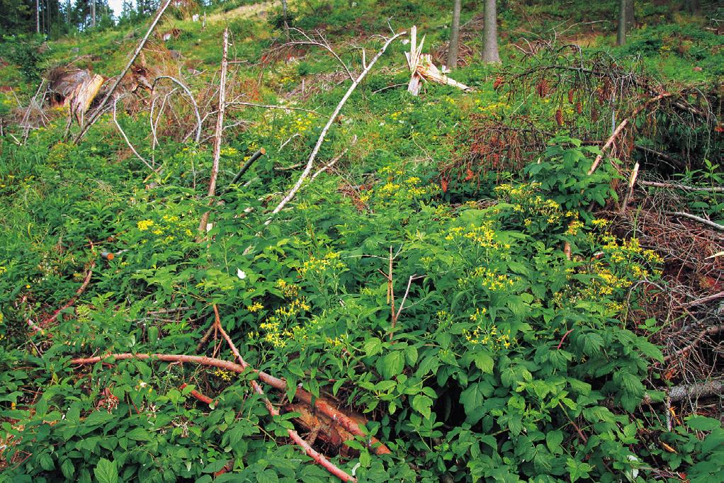 Bylinná vegetace pasek a narušovaných stanovišť v lesním prostředí (Epilobietea angustifolii) Diagnostické druhy: Calamagrostis epigejos, Epilobium Calamagrostis arundinacea pokr.