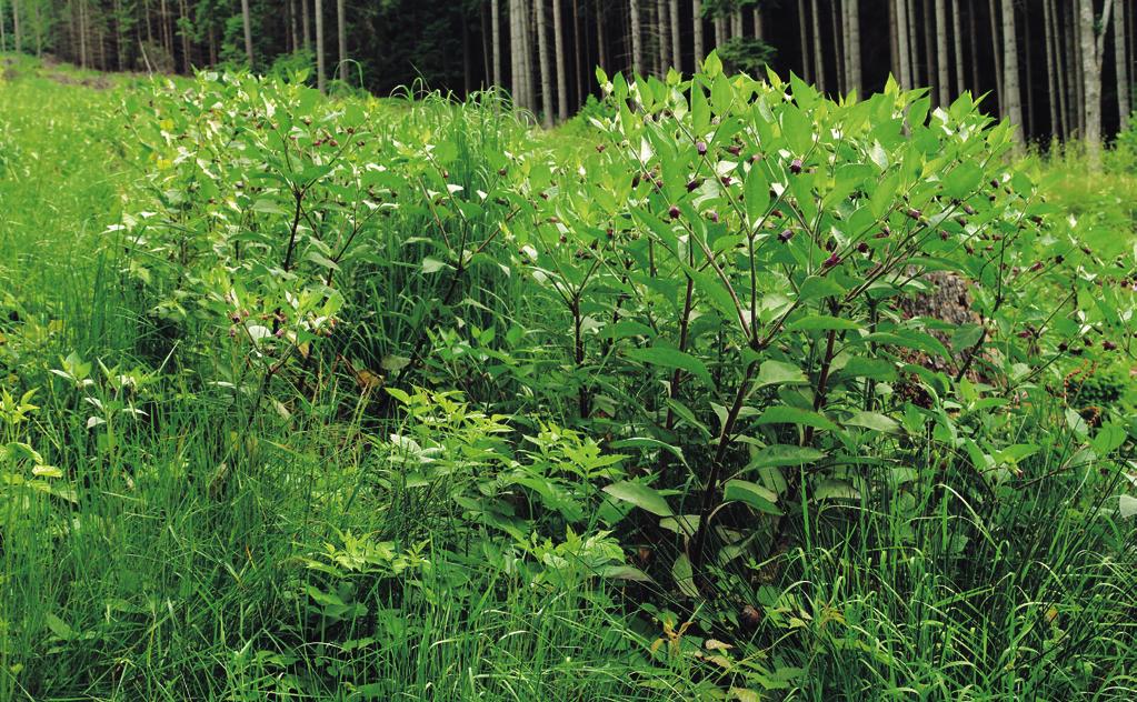 Bylinná vegetace pasek a narušovaných stanovišť v lesním prostředí (Epilobietea angustifolii) častěji se však vyskytují Ceratodon purpureus, Dicranella heteromalla, Pohlia nutans a Polytrichastrum
