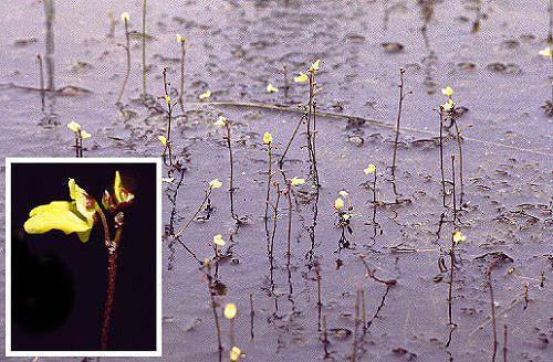 Utricularia