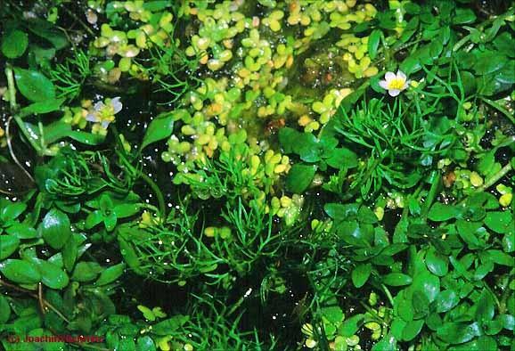 Lakušník štětinolistý (Batrachium trichophyllum) ) a hvězdoš hranoplodý (Callitriche