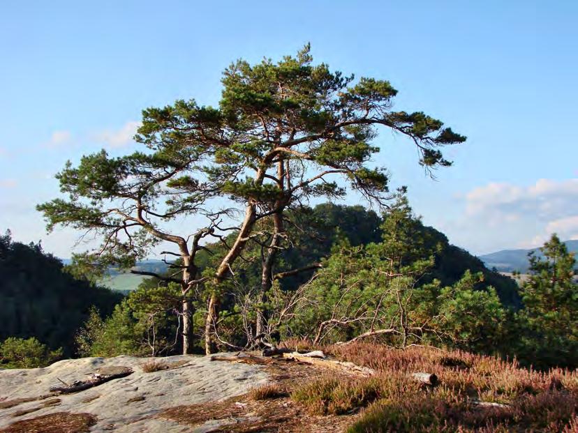 2.4.2 Základní údaje o útvarech neživé přírody ZCHÚ představuje geomorfologicky významný pískovcový skalní útvar s plochým, zcela rovným vrcholem a strmými stěnami bez obvyklého pravoúhlého