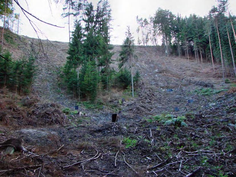 Severovýchodní svah bude zalesněn borovicí lesní (Pinus silvestris), bukem lesním (Fagus sylvatica) a doplněn přirozeným zmlazením břízy bělokoré (Betula pendula).