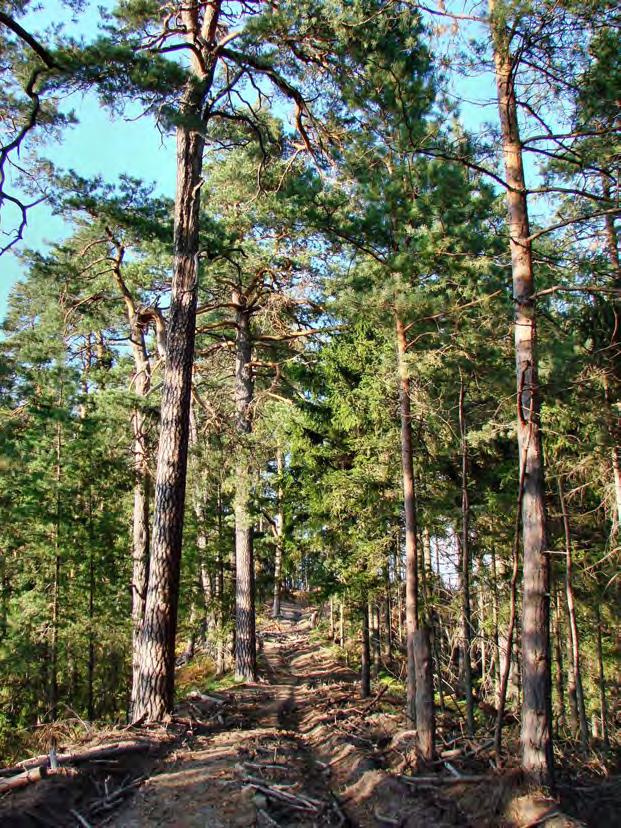 2. ROZBOR STAVU ZCHÚ S OHLEDEM NA PŘEDMĚT OCHRANY 2.1 Stručný popis území a charakteristika jeho přírodních poměrů 2.1.1 Obecně ZCHÚ Široký kámen se nachází v lesích jihovýchodním směrem od obce Hamr na Jezeře ve vzdálenosti cca 2,5 km.