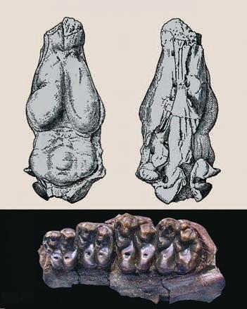 Endokrni fosilních recentních koňovitých 5 eocén oligocén miocén svrchní střední sp sp st sv sp st sv Prhippus Miohippus Epihippus Orohippus Eohippus Hyrcotherium