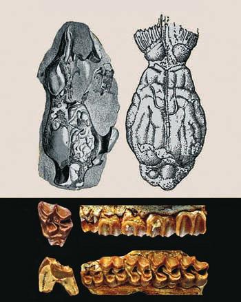 7 spodnoeocenní rod Eohippus/Hyrcotherium ( shor, zespodu); c horní levé zuy P4 ž M3 rodu Lophiotherium (eocén, Frncie) mjí ještě nízké hrolové korunky dokládjící