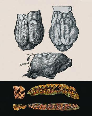 Cuvier, 825), (Severní Amerik), pohledy shor; c horní levé zuy M2 (vlevo) P3 ž M3 (vprvo) rodu Pleotherium (spodní oligocén, Německo) mjí nízké korunky, všk již s