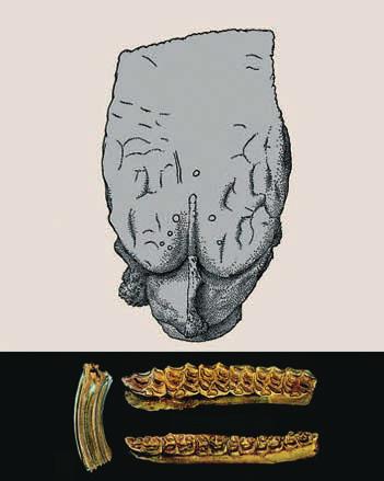 4 ž m 3, P 4 ž M 3) ze spodního miocénu Frncie, vlevo: detil horní levé stoličky M, geologicky nejmldšího nálezu ze svrchního miocénu v Eppelsheimu, kdy se