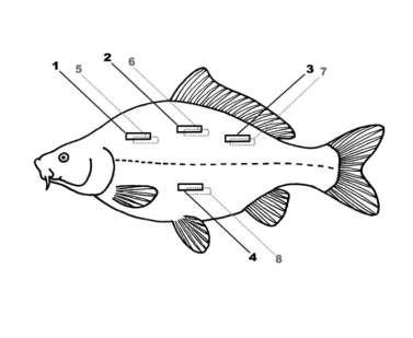 Produkce a zpracování ryb Fatmeter a jeho použití Pro co