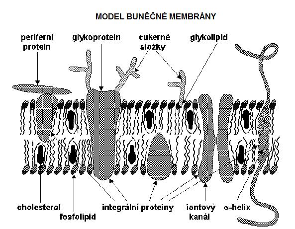Obrázek 1: Model buněčné membrány. [6] 2.