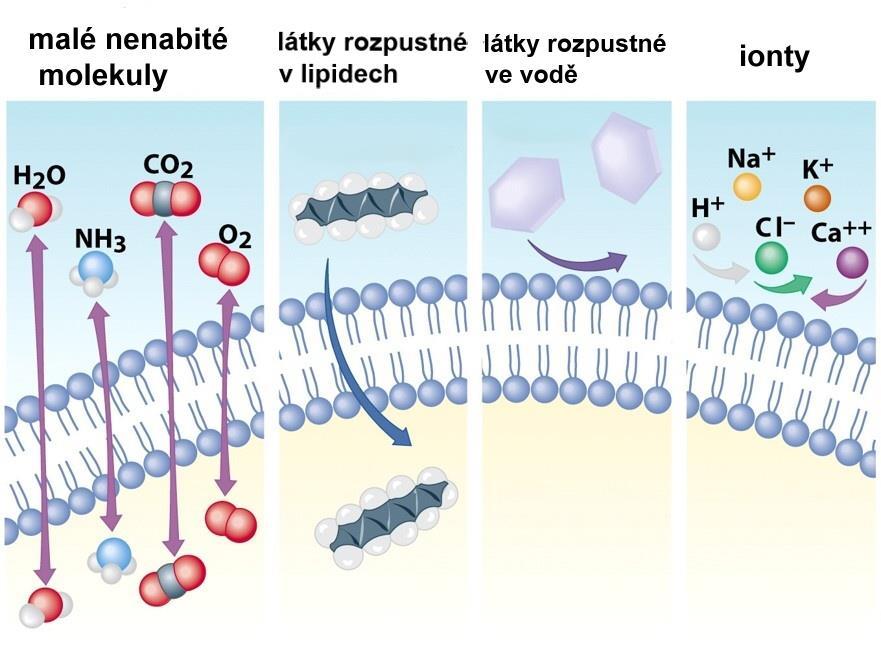 Membrány tvoří bariéru pro difuzi, protože propouští jen malé nenabité částice.