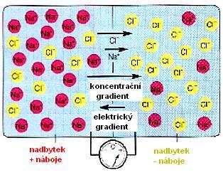 1 mol NaCl koncentrační gradient Kompartmenty jsou elektricky neutrální, ale je přítomen