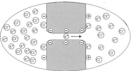 Jednoduchý případ membránové rovnováhy (2) Koncentrační rozdíl pohání kationty, elektrické pole dvojvrstvy je tlačí zpět.