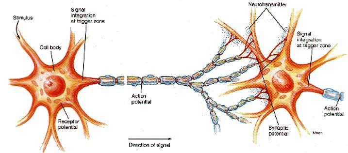 stimul tělo buňky Integrace signálu ve spouštěcí zóně neurotransmiter Integrace signálu ve