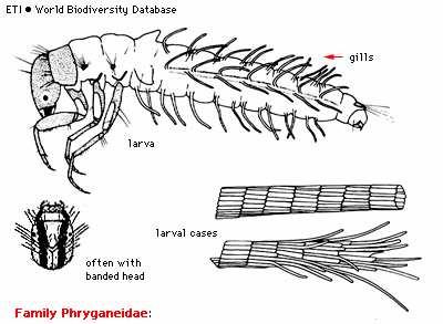 Podřád: Integripalpia Čeleď: Phryganeidae -