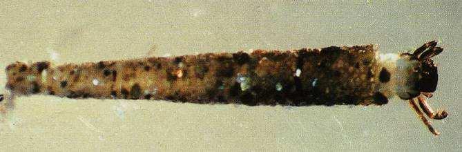 Oligoplectrum maculatum schránka ze zrníček