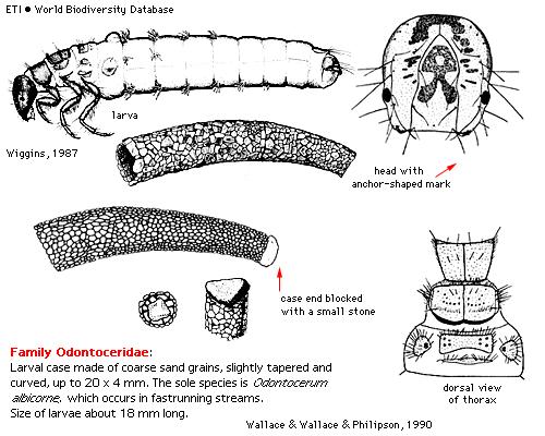 TRICHOPTERA Podřád: Integripalpia Čeleď: Odontoceridae Odontocerum albicorne - schránky