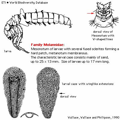 Podřád: Integripalpia Čeleď: Molanidae - zploštělé písčité schránky s postranními křídly k plavání - mesonotum splynuté štítky - do 2 cm - příbojová zóna rybníků a jezer Molanna Molannodes 33