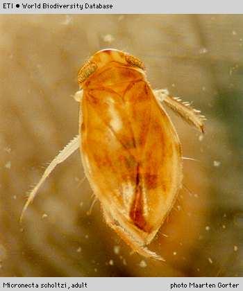 Hemiptera Nepomorpha - akvatické Čeleď: Corixidae - klešťankovití